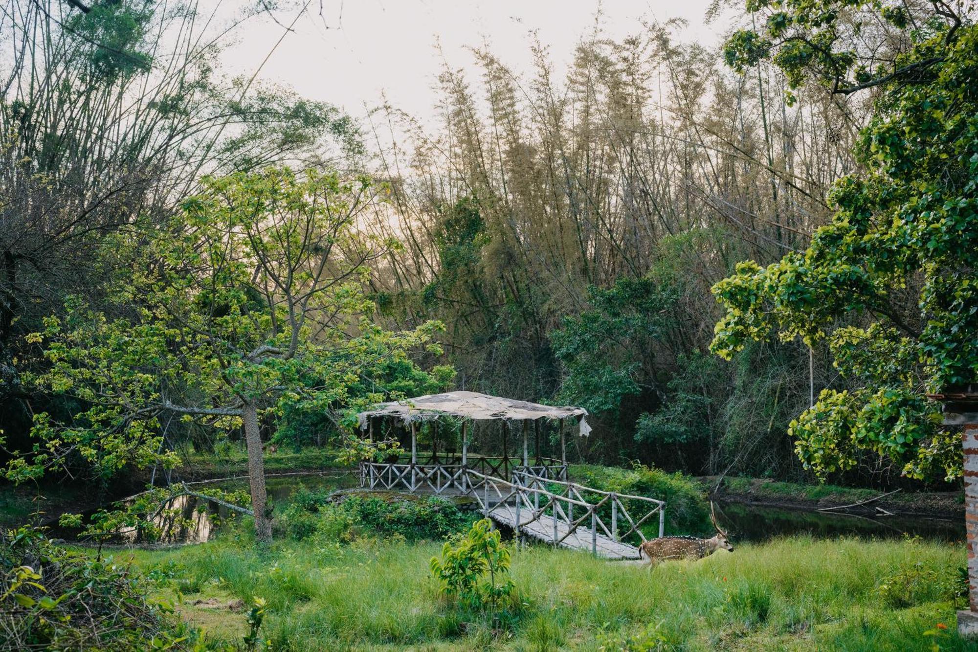 Jungle Hut Hotel Masinagudi Kültér fotó